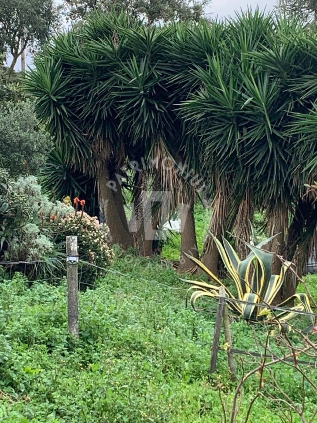 Quinta para Venda em Santiago do Cacém, Santa Cruz e São Bartolomeu da Serra Foto 12