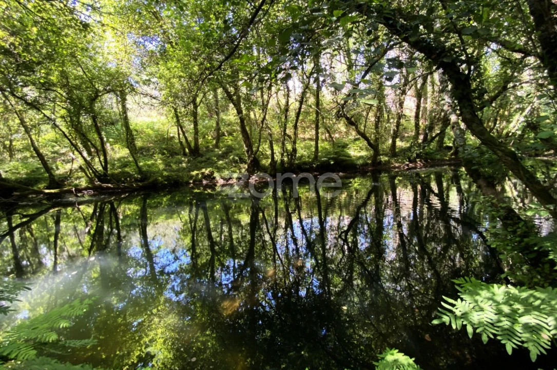Terreno para Venda em Forjães Foto 8