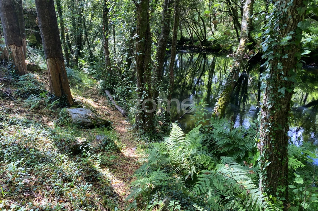 Terreno para Venda em Forjães Foto 3