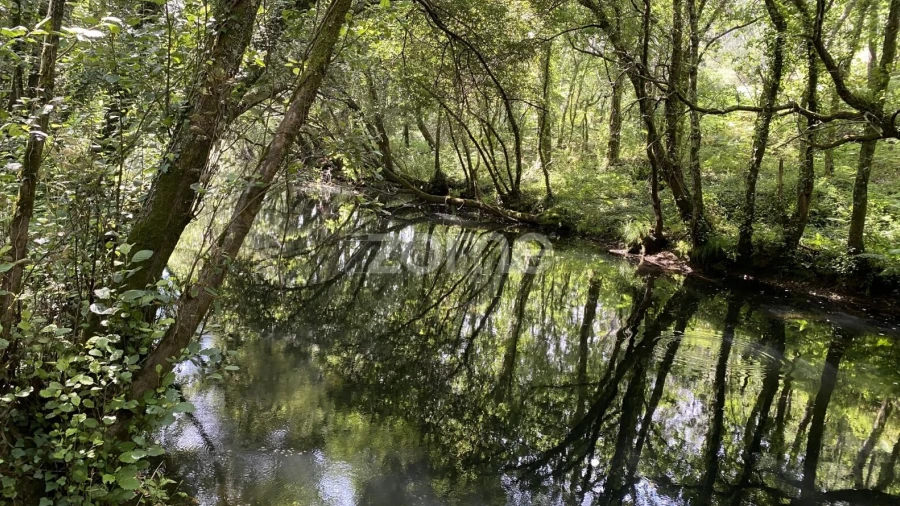 Terreno para Venda em Forjães