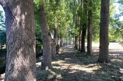Terreno para Venda em Antas