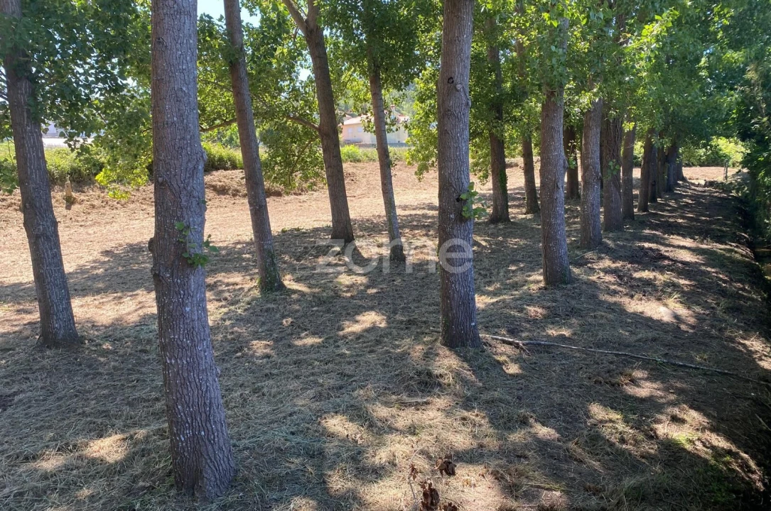 Terreno para Venda em Antas Foto 9