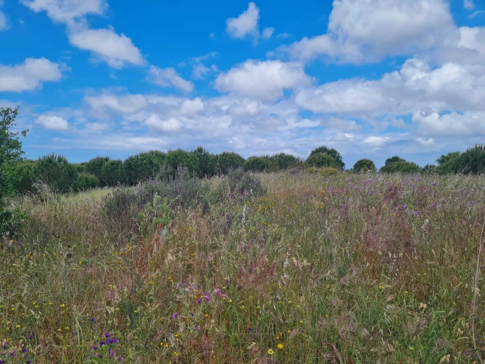 Terreno para Venda em Grândola e Santa Margarida da Serra Foto 13