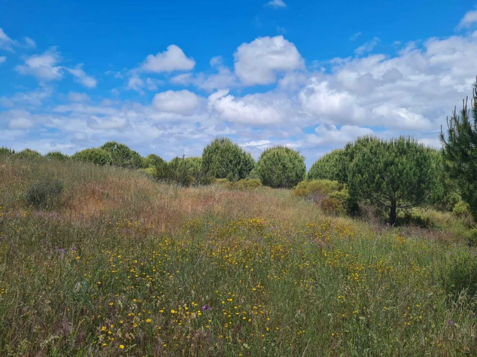 Terreno para Venda em Grândola e Santa Margarida da Serra Foto 23
