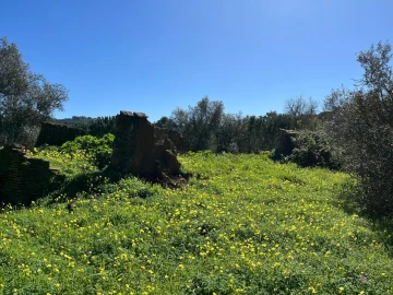 Terreno para Venda em Grândola e Santa Margarida da Serra