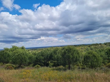 Terreno para Venda em Grândola e Santa Margarida da Serra