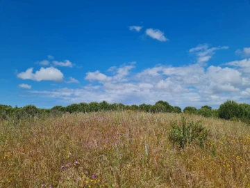 Terreno para Venda em Grândola e Santa Margarida da Serra
