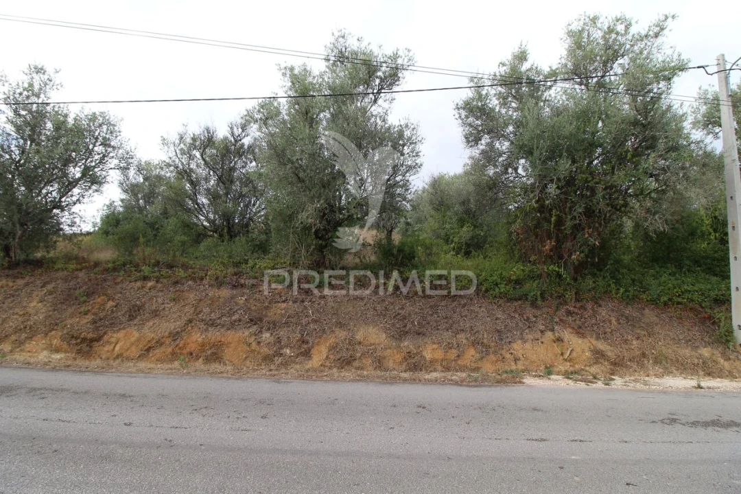 Terreno para Venda em Brogueira, Parceiros de Igreja e Alcorochel Foto 8