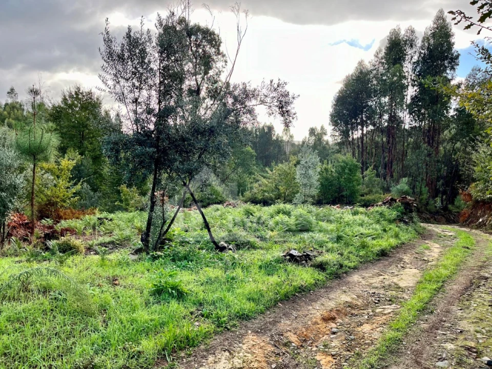Terreno para Venda em Graça Foto 5