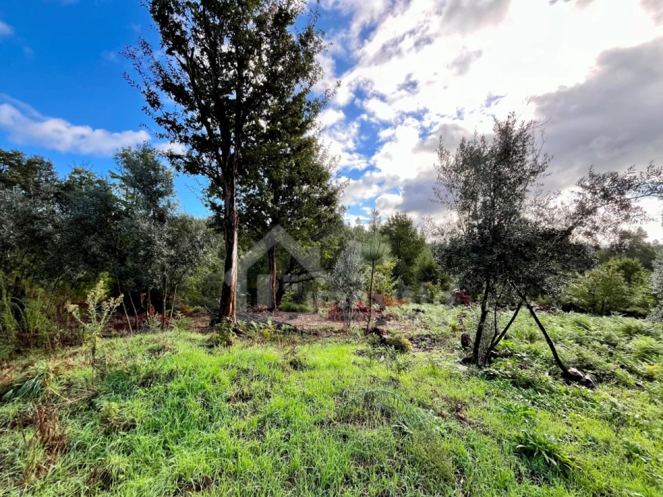 Terreno para Venda em Graça Foto 18