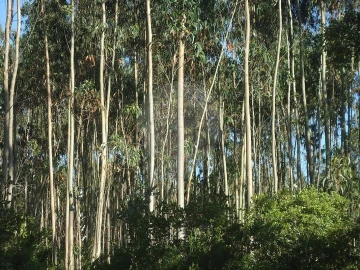 Terreno para Venda em Evora de Alcobaça