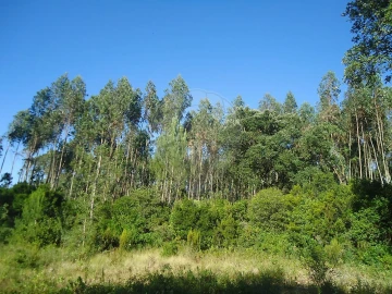Terreno para Venda em Evora de Alcobaça