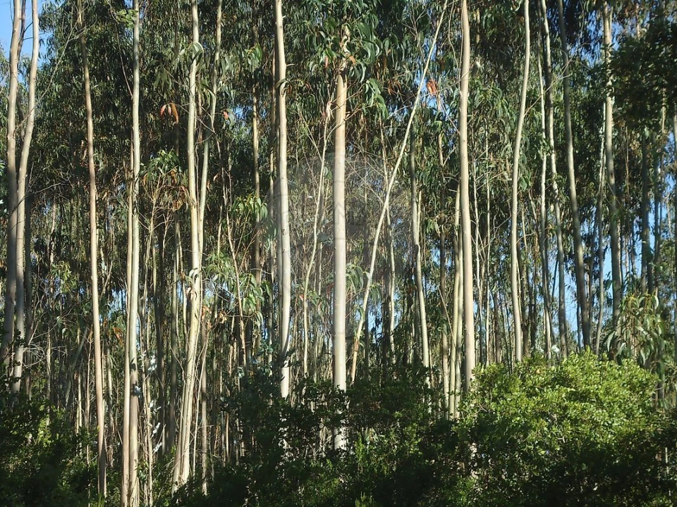 Terreno para Venda em Evora de Alcobaça Foto 3
