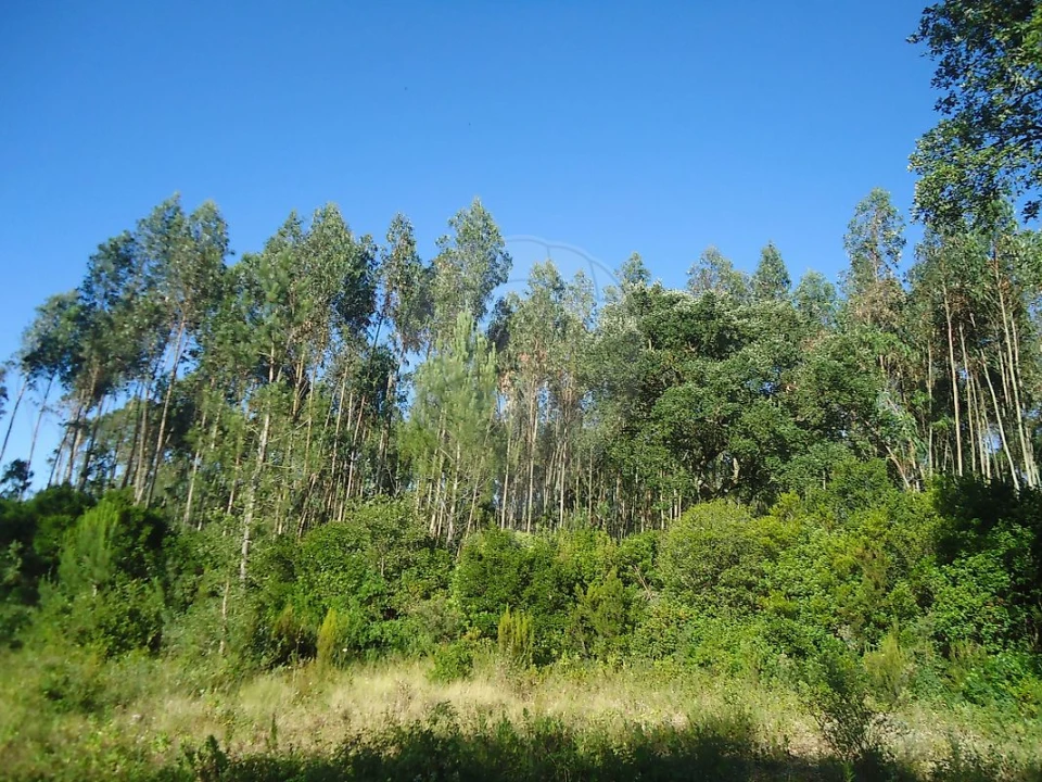 Terreno para Venda em Evora de Alcobaça Foto 1