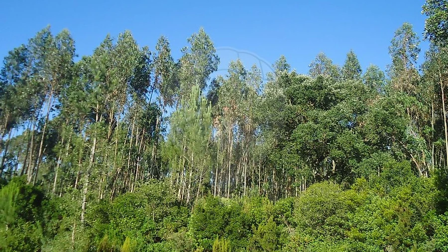 Terreno para Venda em Evora de Alcobaça