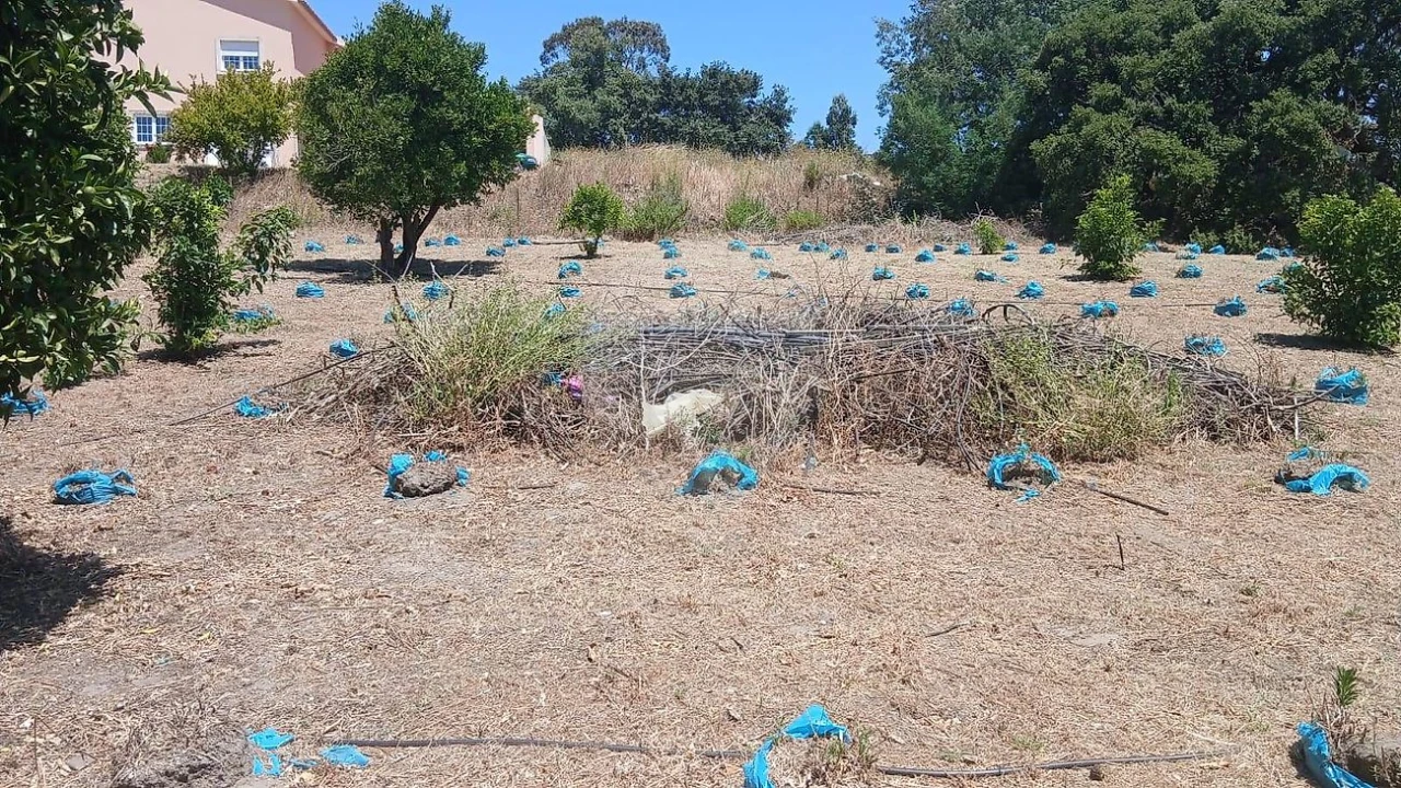 Terreno para Venda em Rio Maior Foto 13