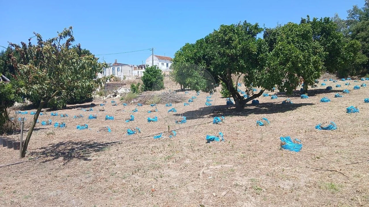 Terreno para Venda em Rio Maior Foto 12