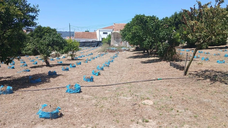 Terreno para Venda em Rio Maior Foto 15