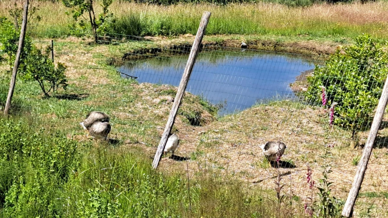 Moradia T1 para Venda em Ázere e Covelo Foto 7