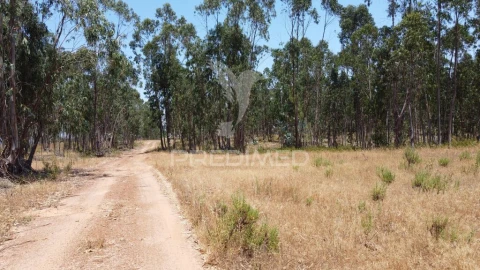 Quinta para Venda em São Salvador e Santa Maria