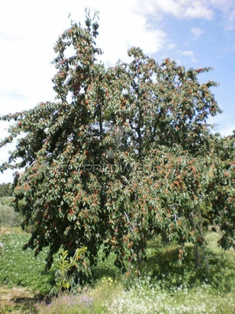 Quinta T6 para Venda em Gouveia (São Pedro e São Julião)