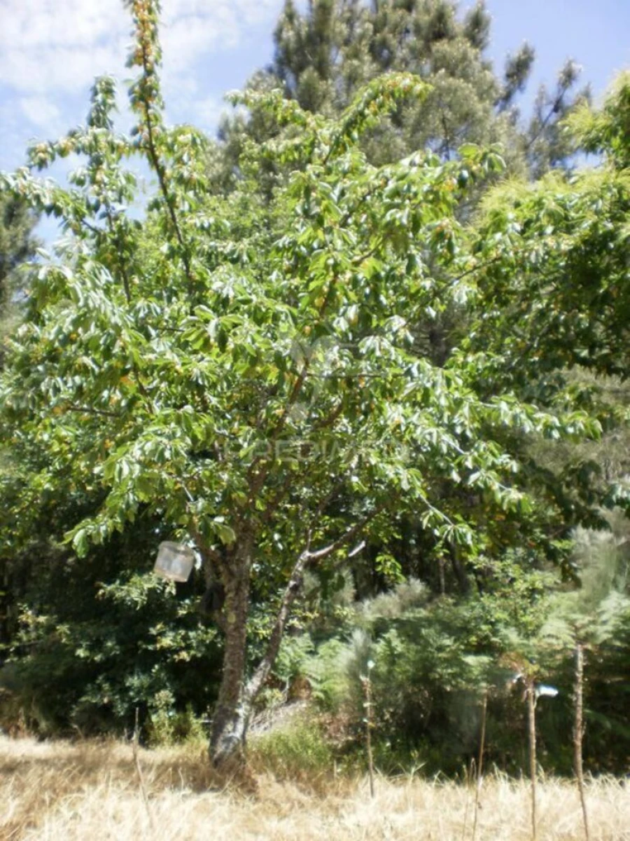 Quinta T6 para Venda em Gouveia (São Pedro e São Julião) Foto 12