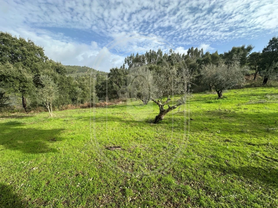 Terreno para Venda em Aldeia do Mato e Souto Foto 22