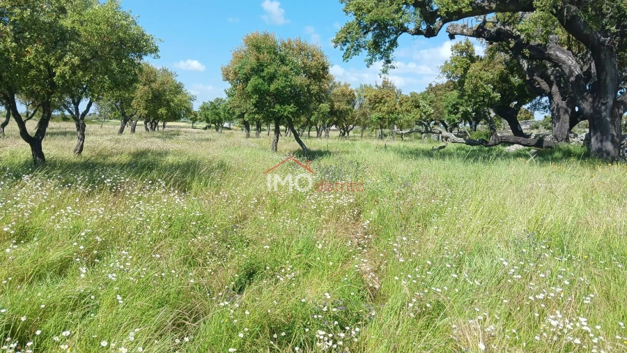 Terreno Agricola ou Rústico para Venda em Santo Antonio das Areias