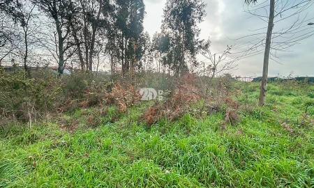 Terreno para Venda em Louro