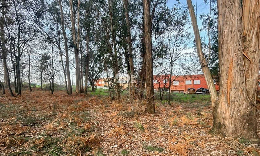 Terreno para Venda em Louro Foto 9