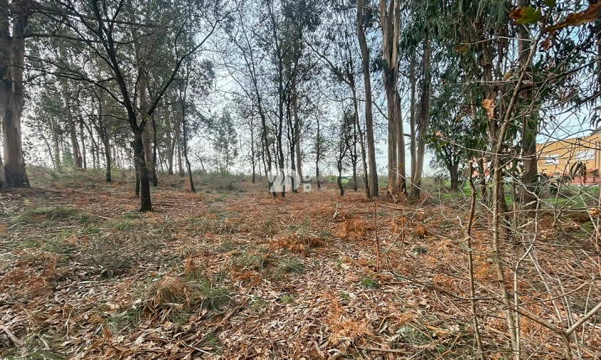 Terreno para Venda em Louro Foto 8