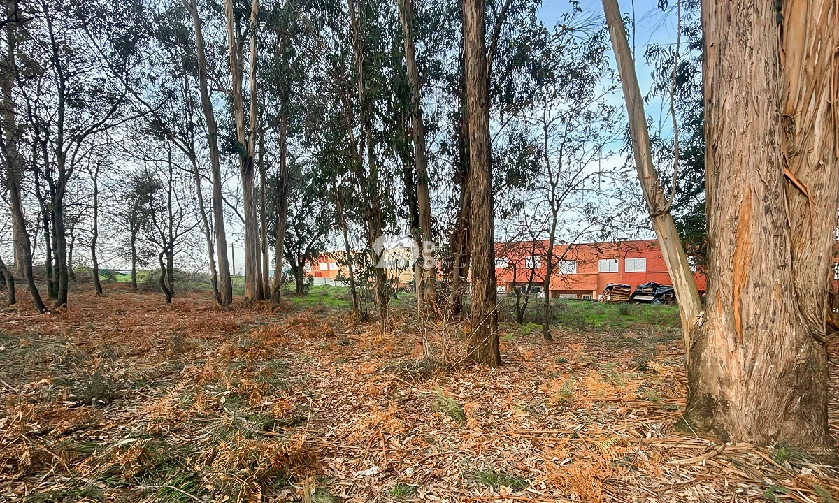 Terreno para Venda em Louro Foto 9