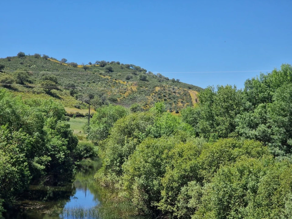 Terreno Agricola ou Rústico para Venda em São Domingos e Vale de Água Foto 14
