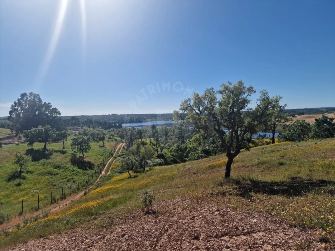 Terreno Agricola ou Rústico para Venda em São Domingos e Vale de Água Foto 9