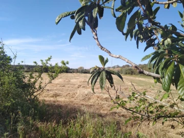 Terreno Misto para Venda em São Domingos e Vale de Água