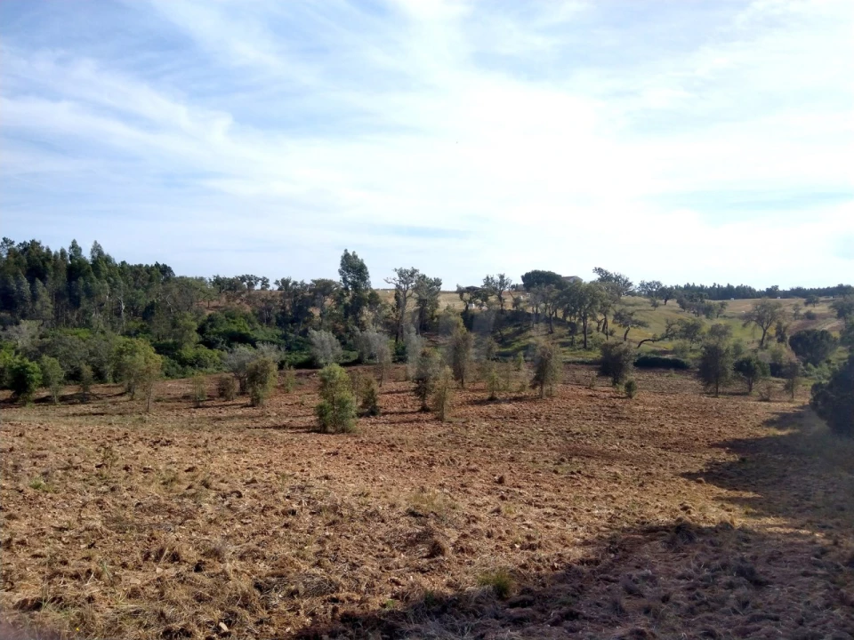 Terreno Agricola ou Rústico para Venda em Santiago do Cacém, Santa Cruz e São Bartolomeu da Serra Foto 6