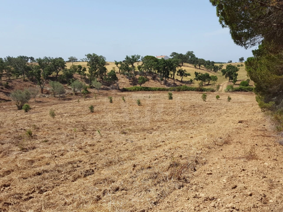 Terreno Agricola ou Rústico para Venda em Santiago do Cacém, Santa Cruz e São Bartolomeu da Serra Foto 14