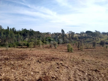 Terreno Agricola ou Rústico para Venda em Santiago do Cacém, Santa Cruz e São Bartolomeu da Serra