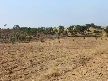 Terreno Agricola ou Rústico para Venda em Santiago do Cacém, Santa Cruz e São Bartolomeu da Serra