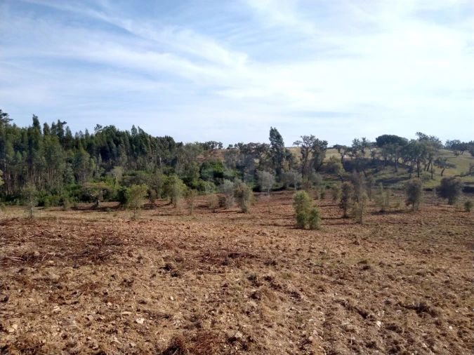 Terreno Agricola ou Rústico para Venda em Santiago do Cacém, Santa Cruz e São Bartolomeu da Serra Foto 11