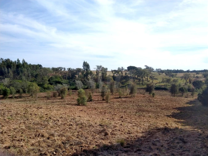 Terreno Agricola ou Rústico para Venda em Santiago do Cacém, Santa Cruz e São Bartolomeu da Serra Foto 6