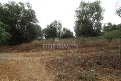 Terreno para Venda em Brogueira, Parceiros de Igreja e Alcorochel