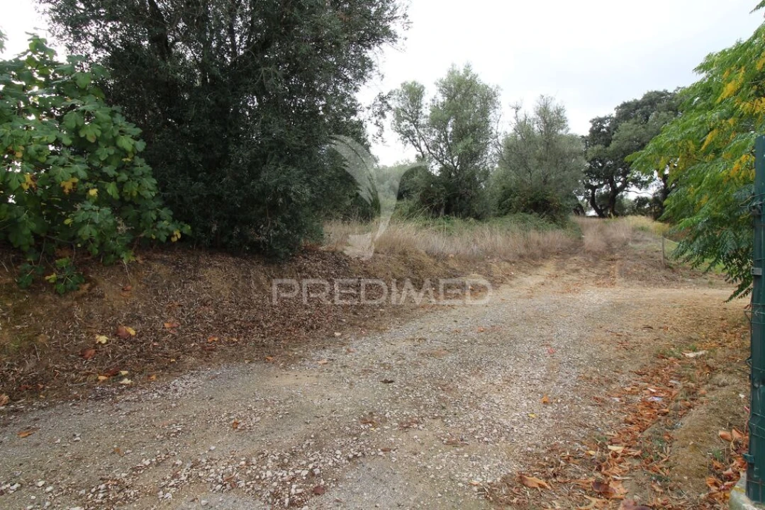 Terreno para Venda em Brogueira, Parceiros de Igreja e Alcorochel Foto 11