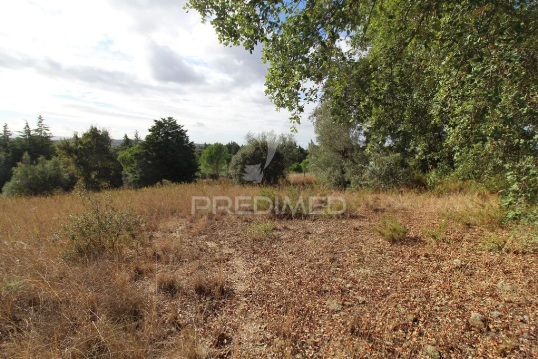 Terreno para Venda em Brogueira, Parceiros de Igreja e Alcorochel Foto 3