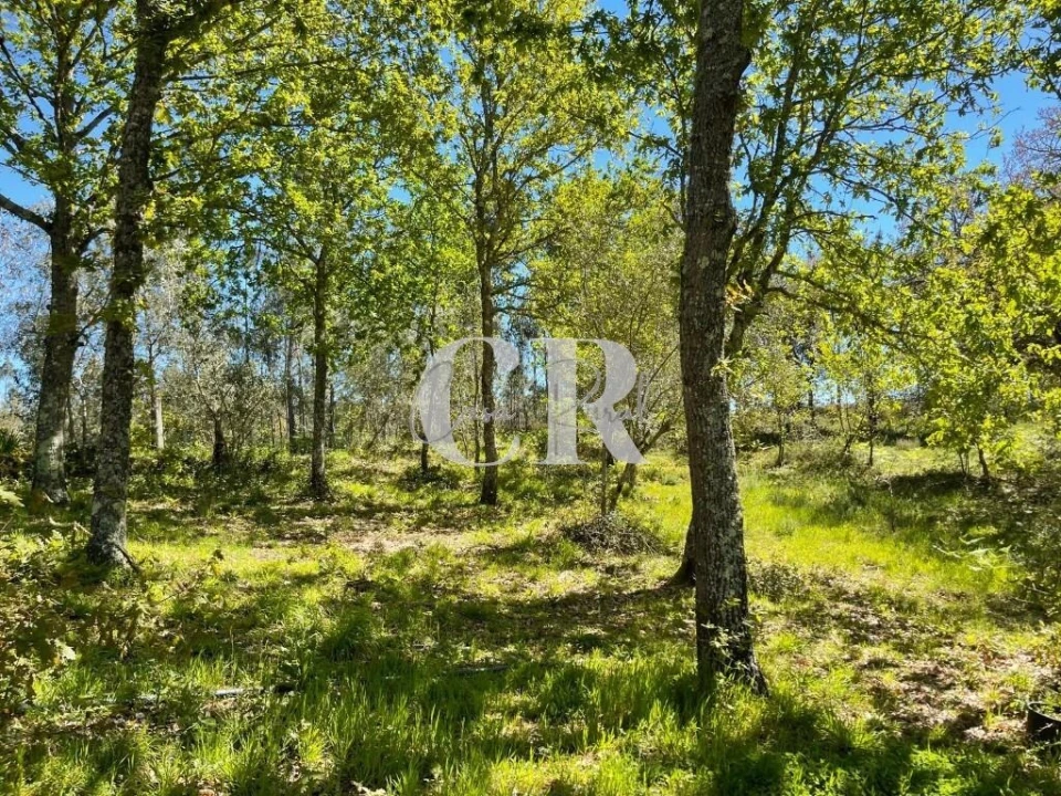 Quinta T2 para Venda em Foz de Arouce e Casal de Ermio Foto 47
