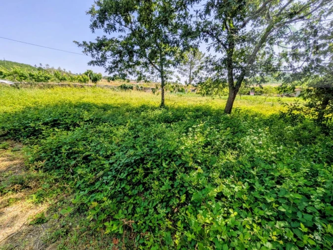Terreno para Venda em Nogueira do Cravo Foto 7