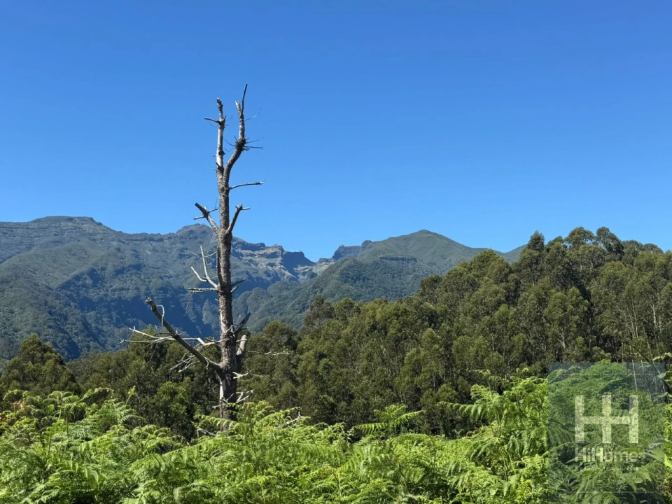 Terreno para Venda em São Jorge Foto 4