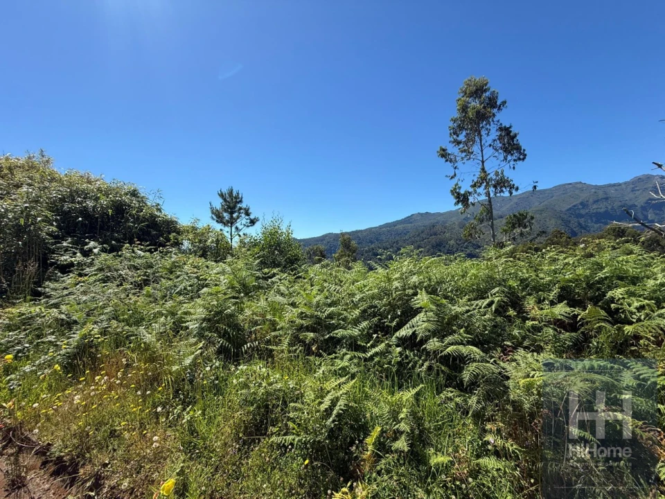 Terreno para Venda em São Jorge Foto 8