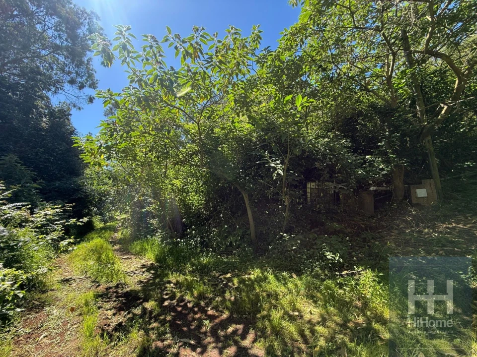 Terreno para Venda em São Jorge Foto 7