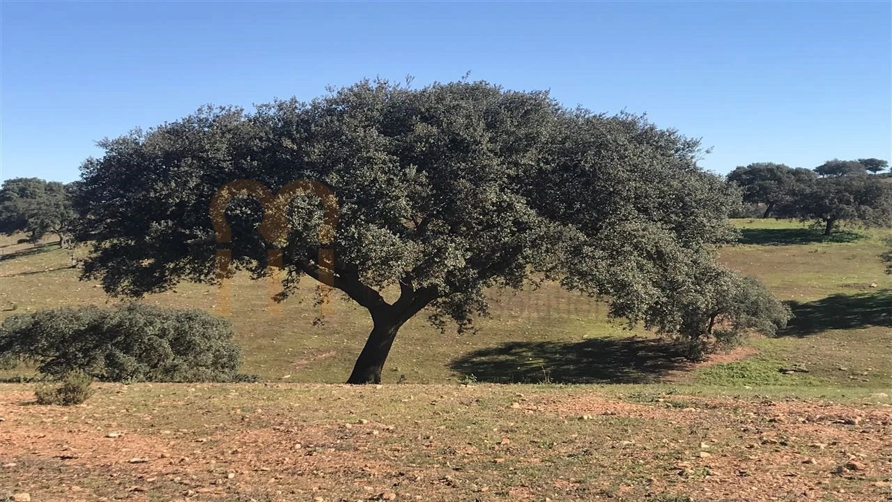Quinta para Venda em Santana de Cambas Foto 11